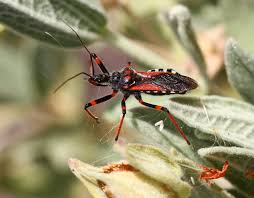 Attēlu rezultāti vaicājumam “Rhynocoris annulatus”