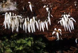 Attēlu rezultāti vaicājumam “Mucronella calva”