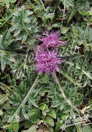 Attēlu rezultāti vaicājumam “Cirsium acaule leaf”