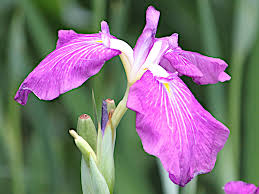 Attēlu rezultāti vaicājumam “Viscum album female flower”