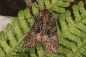 Attēlu rezultāti vaicājumam “Mniotype satura”