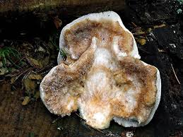 Attēlu rezultāti vaicājumam “Postia fragilis”