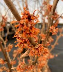 Attēlu rezultāti vaicājumam “Hamamelis vernalis bud”