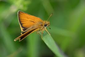 Attēlu rezultāti vaicājumam “Thymelicus lineola male”