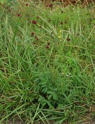 Attēlu rezultāti vaicājumam “Sanguisorba officinalis leaf”