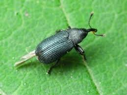 Attēlu rezultāti vaicājumam “Magdalis sp.”