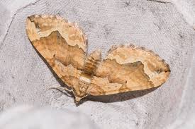 Attēlu rezultāti vaicājumam “Pelurga comitata”