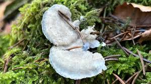 Attēlu rezultāti vaicājumam “Postia caesia”