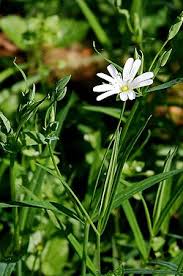 Attēlu rezultāti vaicājumam “Stellaria graminea”