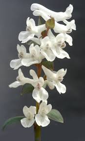 Attēlu rezultāti vaicājumam “Corydalis cava fruit”