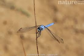 Attēlu rezultāti vaicājumam “Orthetrum brunneum”
