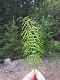 Attēlu rezultāti vaicājumam “Equisetum pratense”