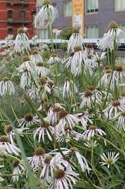 Image result for Echinacea pallida