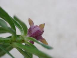 Attēlu rezultāti vaicājumam “Geocrypta galii”