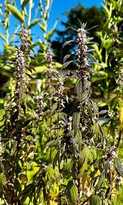 Attēlu rezultāti vaicājumam “Leonurus cardiaca leaf”