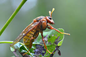 Attēlu rezultāti vaicājumam “Cimbex luteus”