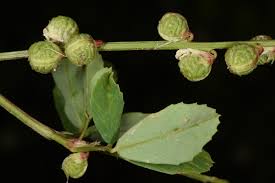 Attēlu rezultāti vaicājumam “Melilotus wolgicus”