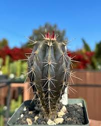 Image result for Cactaceae
