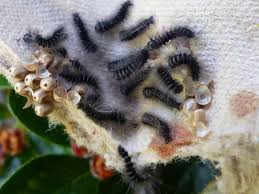 Attēlu rezultāti vaicājumam “Macrothylacia rubi larva”