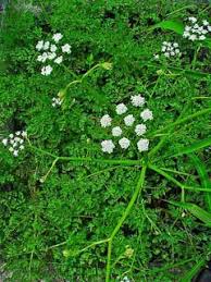 Attēlu rezultāti vaicājumam “Oenanthe aquatica flower”