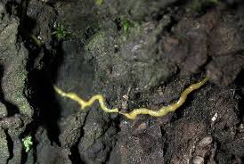 Attēlu rezultāti vaicājumam “Leocarpus fragilis spores”