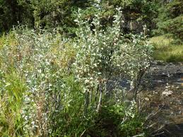 Attēlu rezultāti vaicājumam “Elaeagnus commutata”