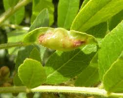 Attēlu rezultāti vaicājumam “Gleditsia triacanthos bud”
