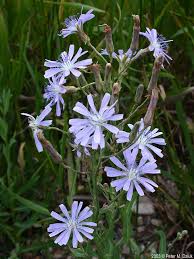 Attēlu rezultāti vaicājumam “Lactuca tatarica leaf”
