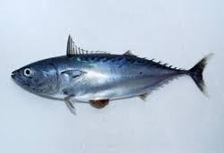 Image result for Euthynnus affinis