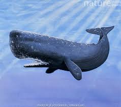 Image result for Physeter macrocephalus