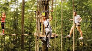 Image result for Go Ape! Dalby
