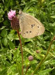 Attēlu rezultāti vaicājumam “Aphantopus hyperantus”