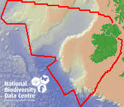 Attēlu rezultāti vaicājumam “Cystiphora sanguinea”