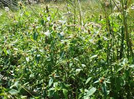 Attēlu rezultāti vaicājumam “Galeopsis tetrahit”