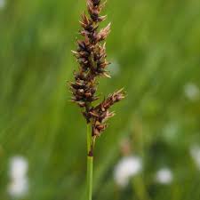Attēlu rezultāti vaicājumam “Carex diandra fruit”