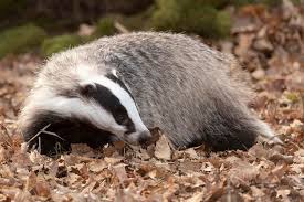 Attēlu rezultāti vaicājumam “Meles meles adult”