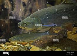 Image result for Aspius aspius