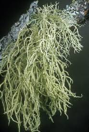 Attēlu rezultāti vaicājumam “Usnea hirta”