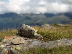 Image result for epl1 20mm night site:flickr.com