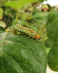 Attēlu rezultāti vaicājumam “Argidae larva”