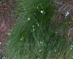 Attēlu rezultāti vaicājumam “Agrostis capillaris”