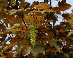 Attēlu rezultāti vaicājumam “Acer pseudoplatanus fo. purpurascens flower”