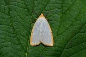 Attēlu rezultāti vaicājumam “Cybosia mesomella”