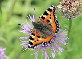 Image result for Small Tortoiseshell
