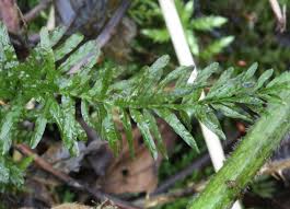 Attēlu rezultāti vaicājumam “Plagiomnium undulatum”