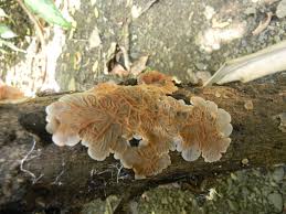 Attēlu rezultāti vaicājumam “Auricularia mesenterica”