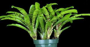 Attēlu rezultāti vaicājumam “Bryum neodamense”