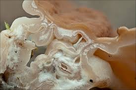 Attēlu rezultāti vaicājumam “Discina perlata”