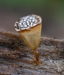 Attēlu rezultāti vaicājumam “Craterium aureum”