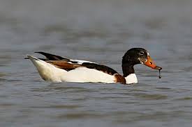 Attēlu rezultāti vaicājumam “Tadorna tadorna male”